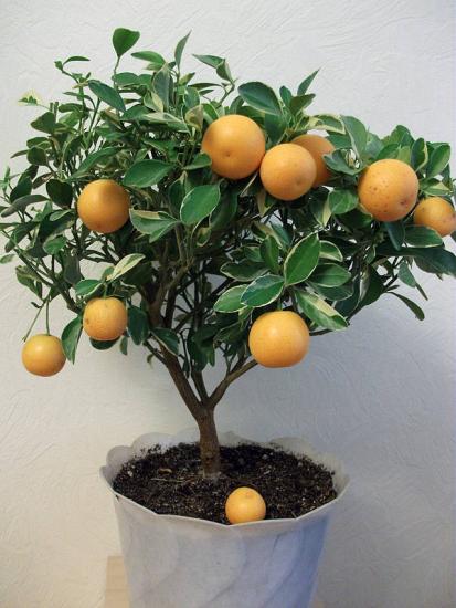 Calamondina