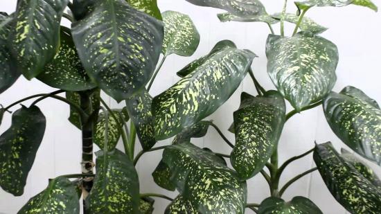 Dieffenbachia em casa