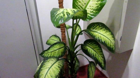 Flor Dieffenbachia