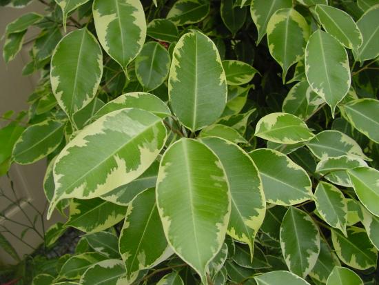 Ficus benjamina