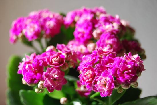 Kalanchoe floresce 