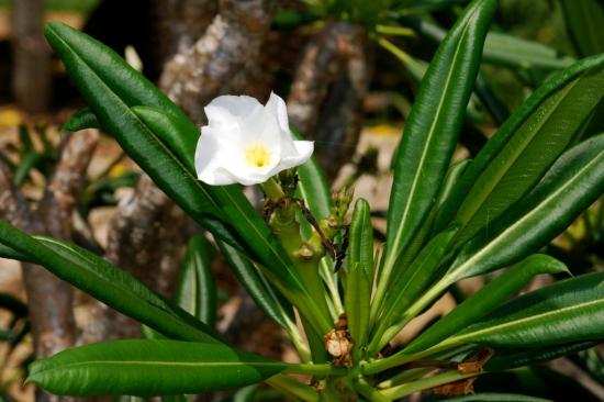 Pachypodium lamera florescendo