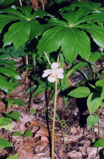 Podophyllum no jardim