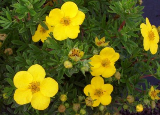 Cinquefoil de arbusto Goldfinger