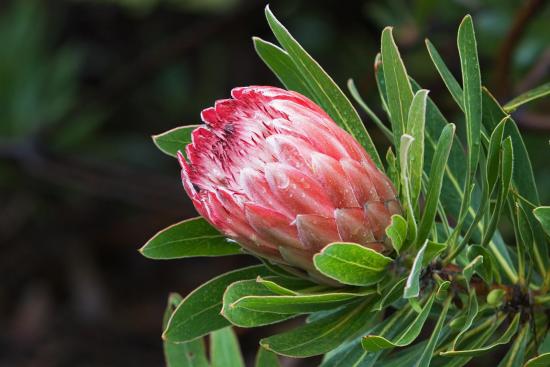 Protea alcachofra, planta