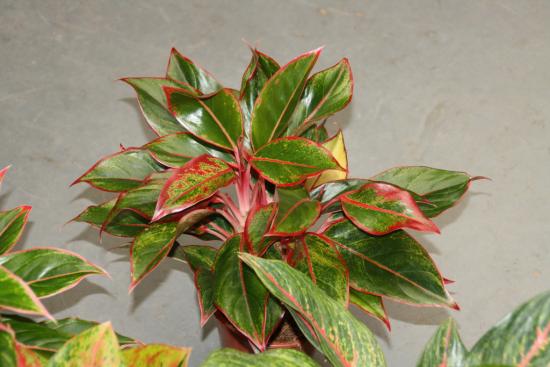 Aglaonema tinto