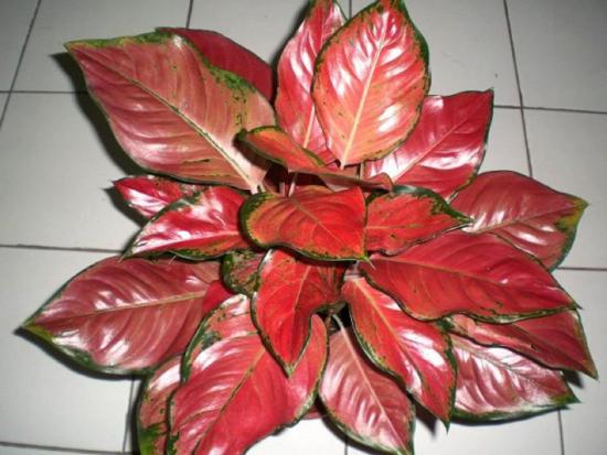 Aglaonema em casa