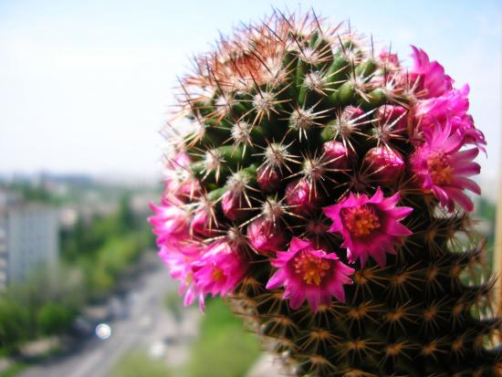 Cacto florescendo