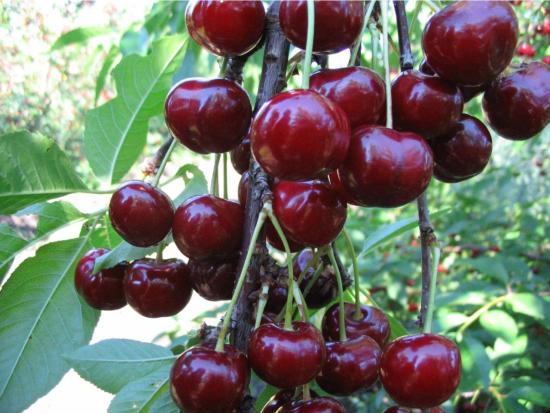 Cerejas após fertilização