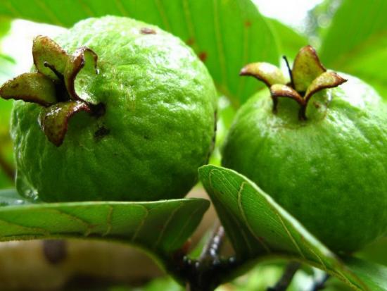 Fruta feijoa