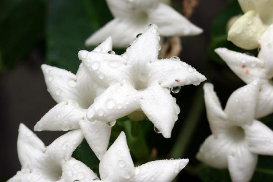 Stephanotis florescendo