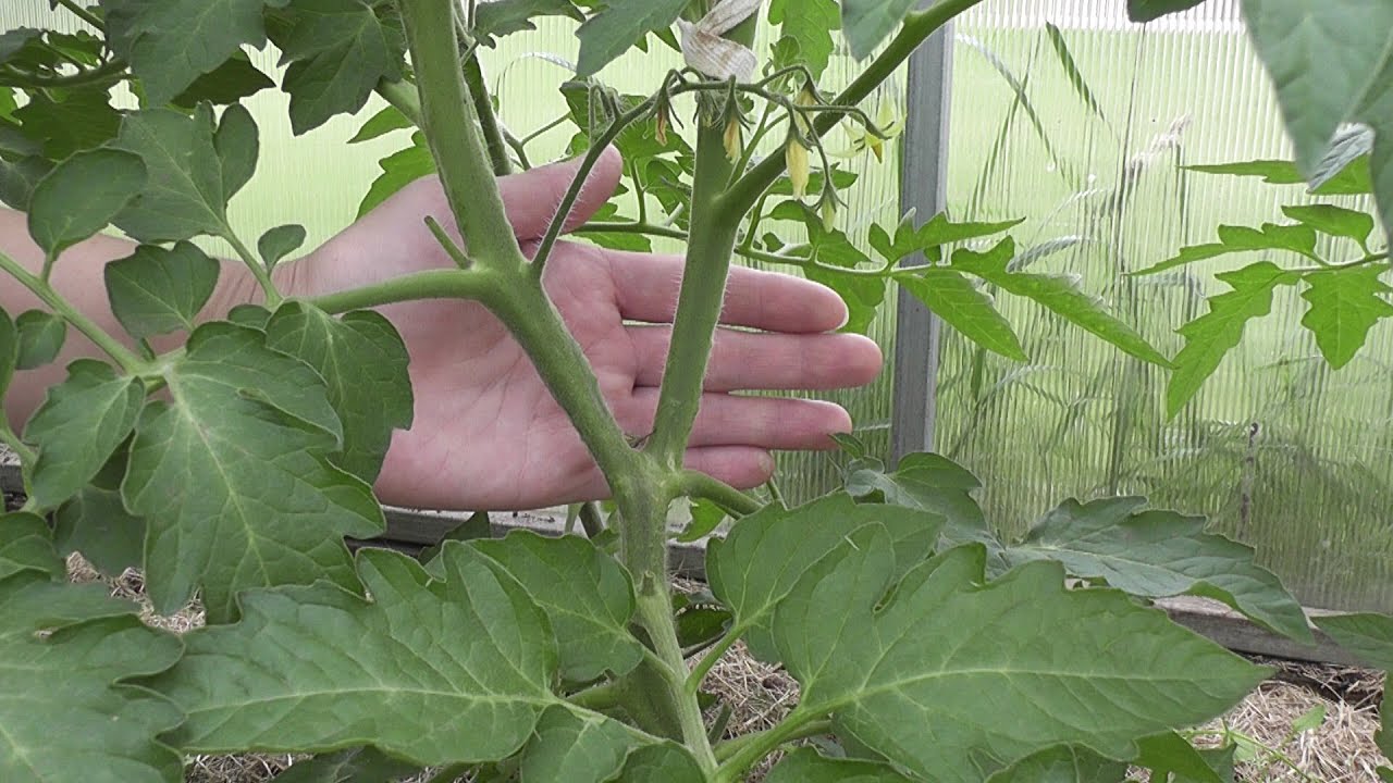 saco de dinheiro de tomate