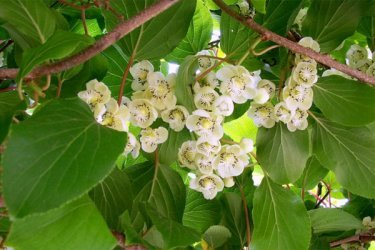 Flores de actinídia