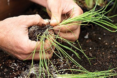 Tecnologia agrícola de cebola 