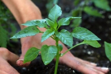 Plantando pimenta