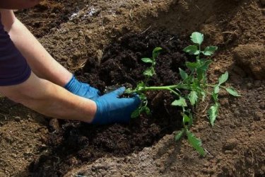 Tecnologia agrícola para cultivo de tomate 