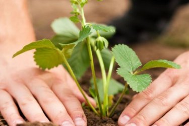 Plantando morangos