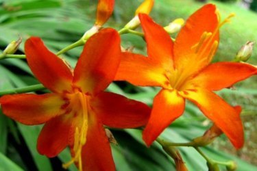 Crescendo Crocosmia 