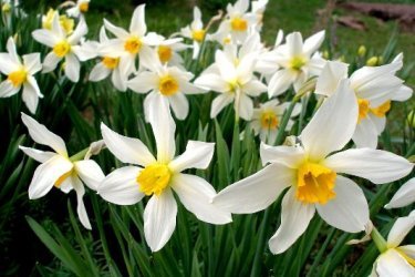 Delicados narcisos