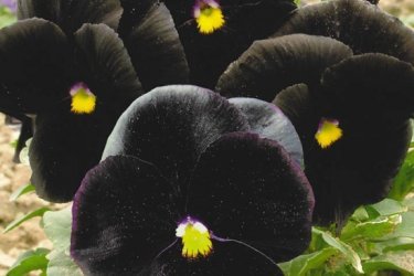 viola negra