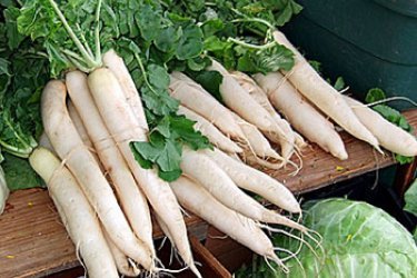 daikon