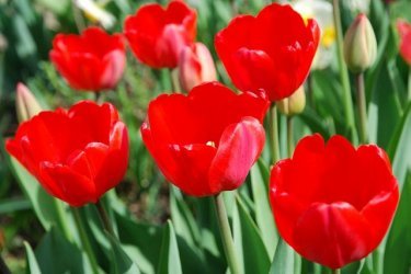 tulipa