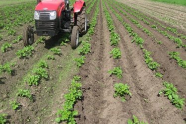 O hiller de batata economizará tempo