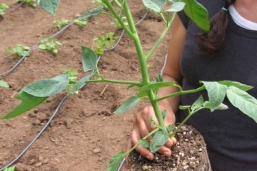 mudas de tomate esticadas 