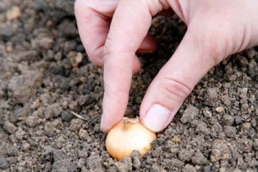 A época de plantio da cebola é primavera