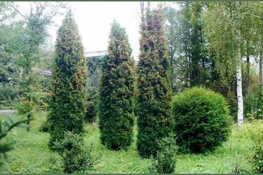 como cultivar thuja a partir de sementes