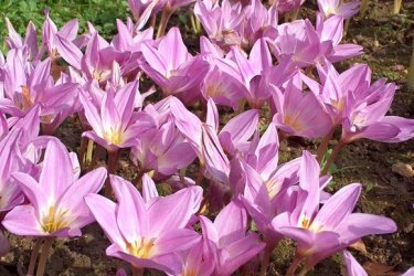 Colchicum na foto 