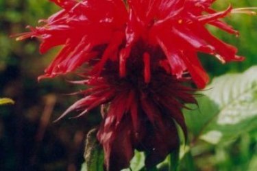 monarda