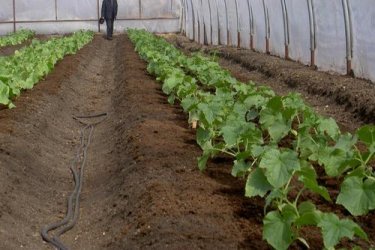 Plantar pepinos em estufa 