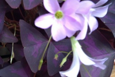 oxalis triangular