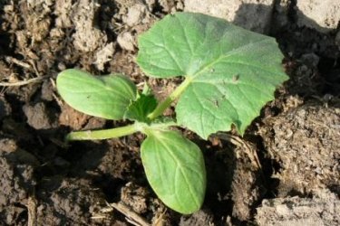 plantando mudas de pepino no solo