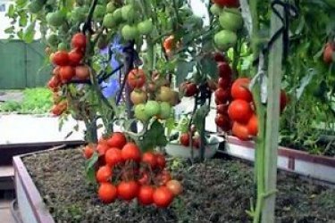 como cuidar adequadamente dos tomates