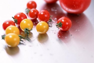  Vídeo passo a passo de plantio de tomate irá ajudá-lo a cultivar tomate cereja 