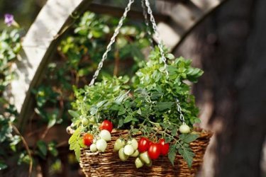 Cultivando tomates em casa