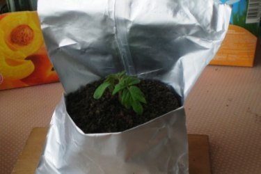 O transplante de mudas de tomate é a chave para mudas fortes