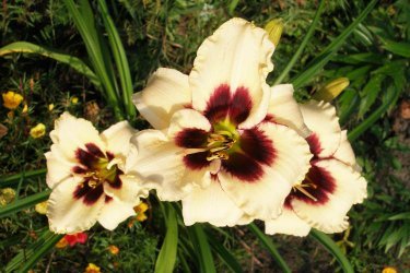 Plantar e cuidar de daylilies - regras simples