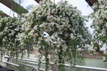 Cultivo de bacopa - buquê de noiva no parapeito da janela 