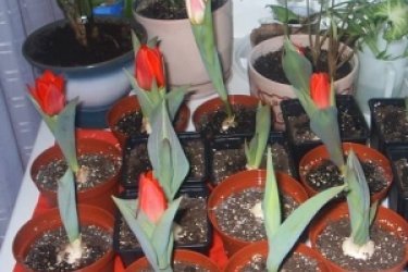 Como plantar tulipas em casa?