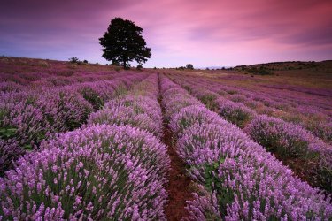 lavanda na foto 