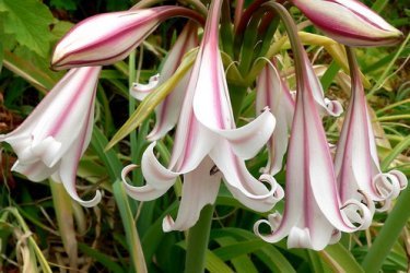 Crinum