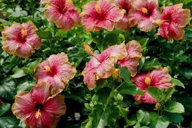 Hibisco de árvore de jardim - cuidado e cultivo