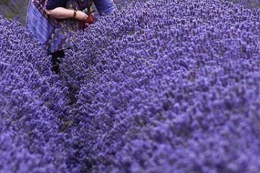 cuidado de lavanda