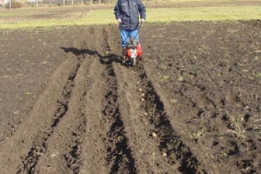 Plantar batatas usando um motocultivador