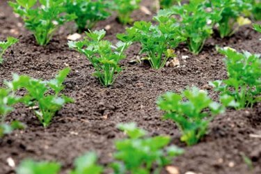 plantando salsa