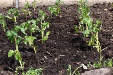 plantando tomates no chão