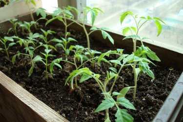 plantando tomates para mudas